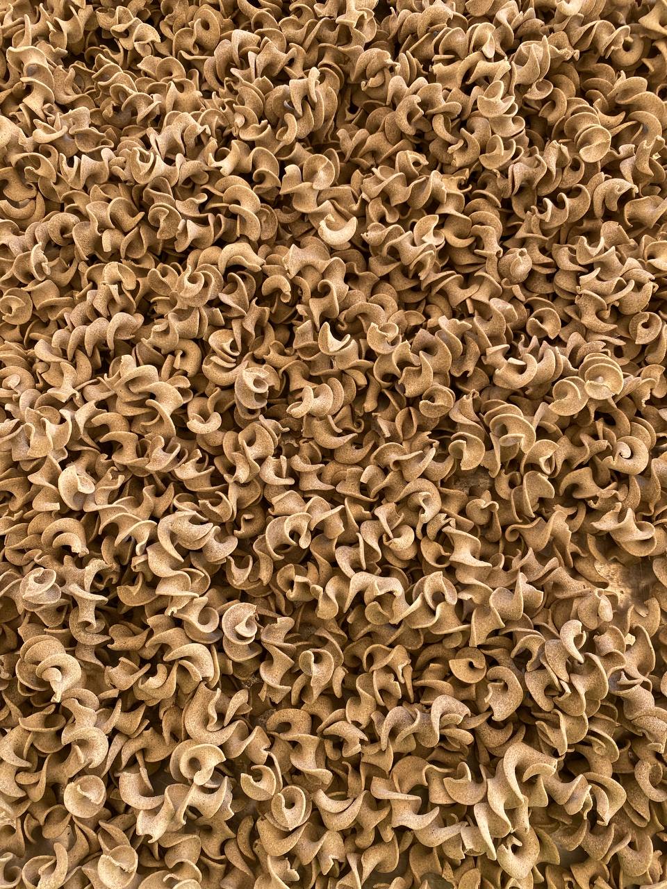 Fresh pasta samples from production